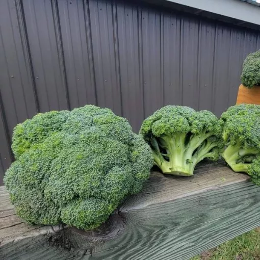 godzilla-broccoli-seeds Godzilla Broccoli Seeds