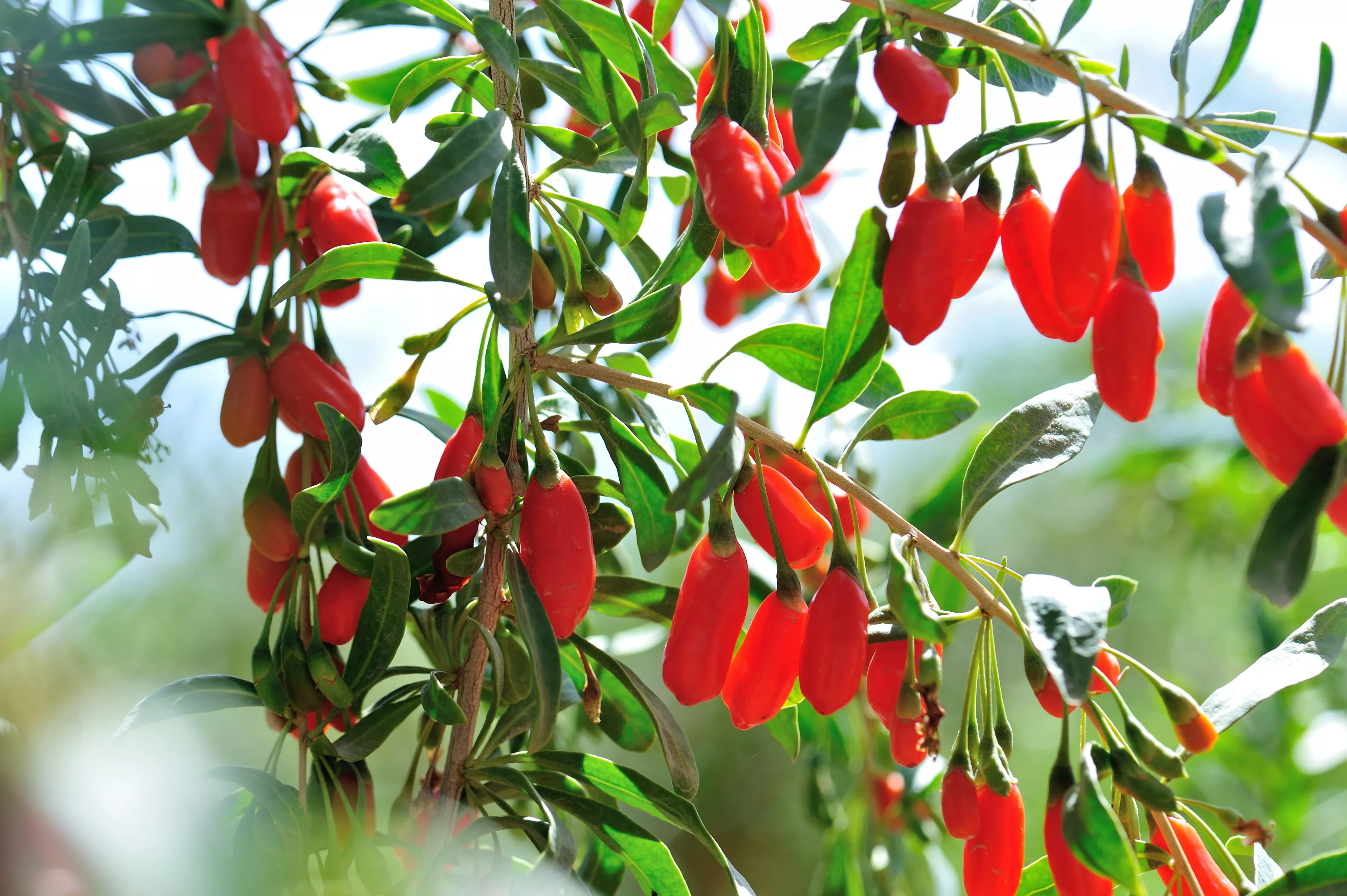 goji-berry-red-5-gallon Goji Berry- Red 5 gallon