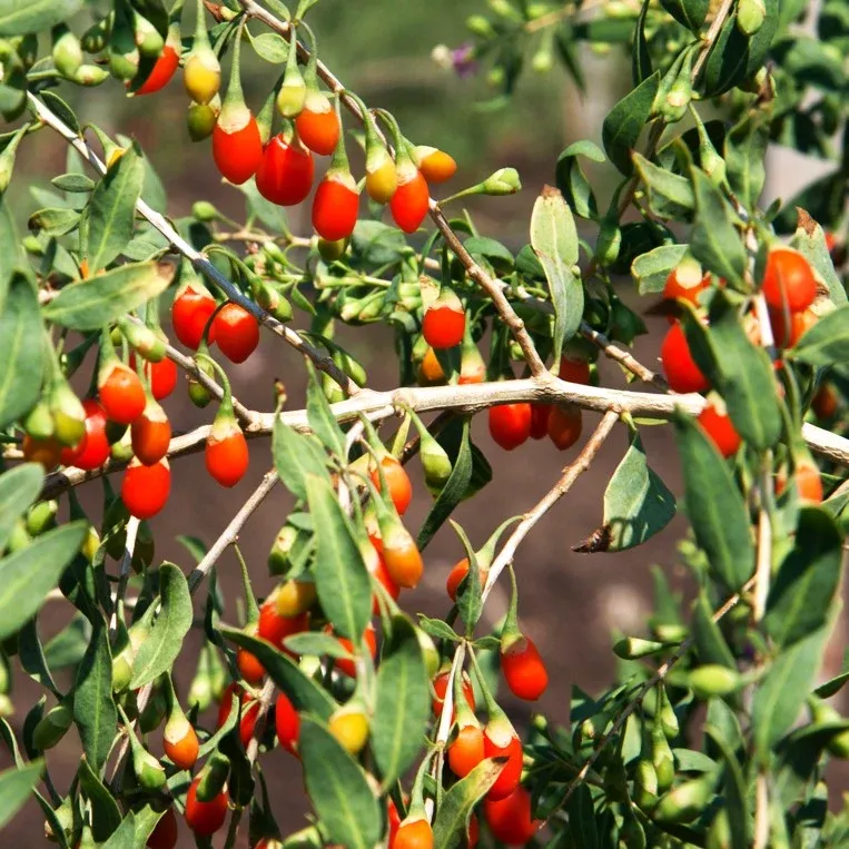 goji-berry-tree Goji Berry Tree