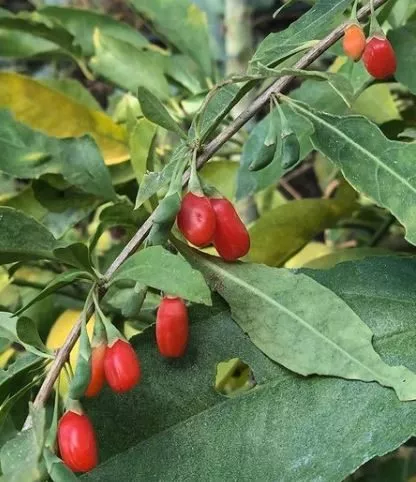 gojiberry Gojiberry