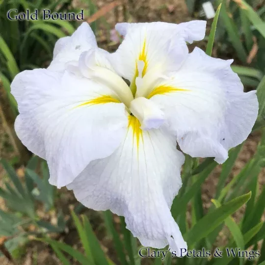gold-bound-ensata-japanese-iris GOLD BOUND - Ensata - Japanese Iris