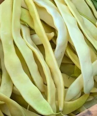 gold-marie-pole-bean Gold Marie Pole Bean
