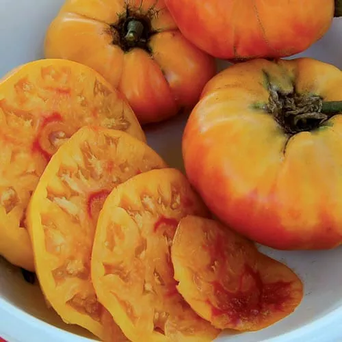 Gold Medal Tomato