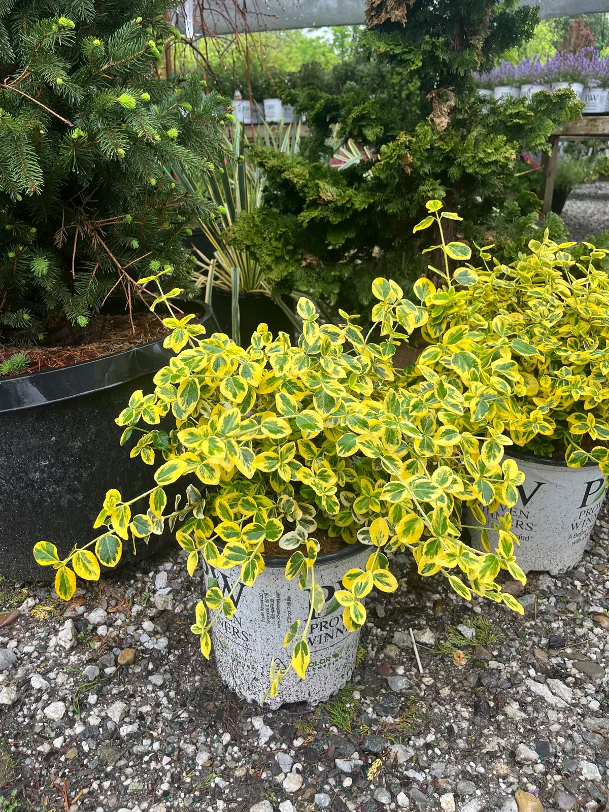 Gold Splash Wintercreeper
