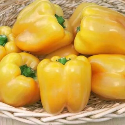 Gold Summer Pepper Seeds