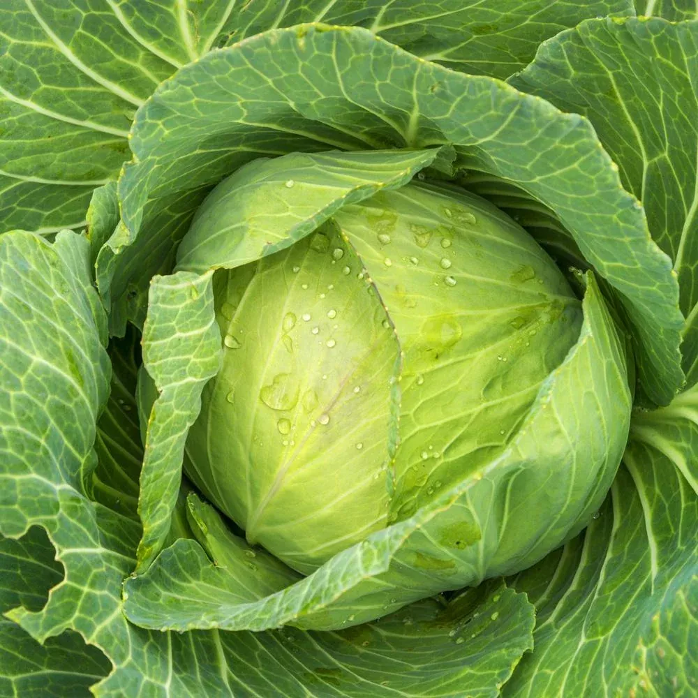 golden-acre-cabbage Golden Acre Cabbage