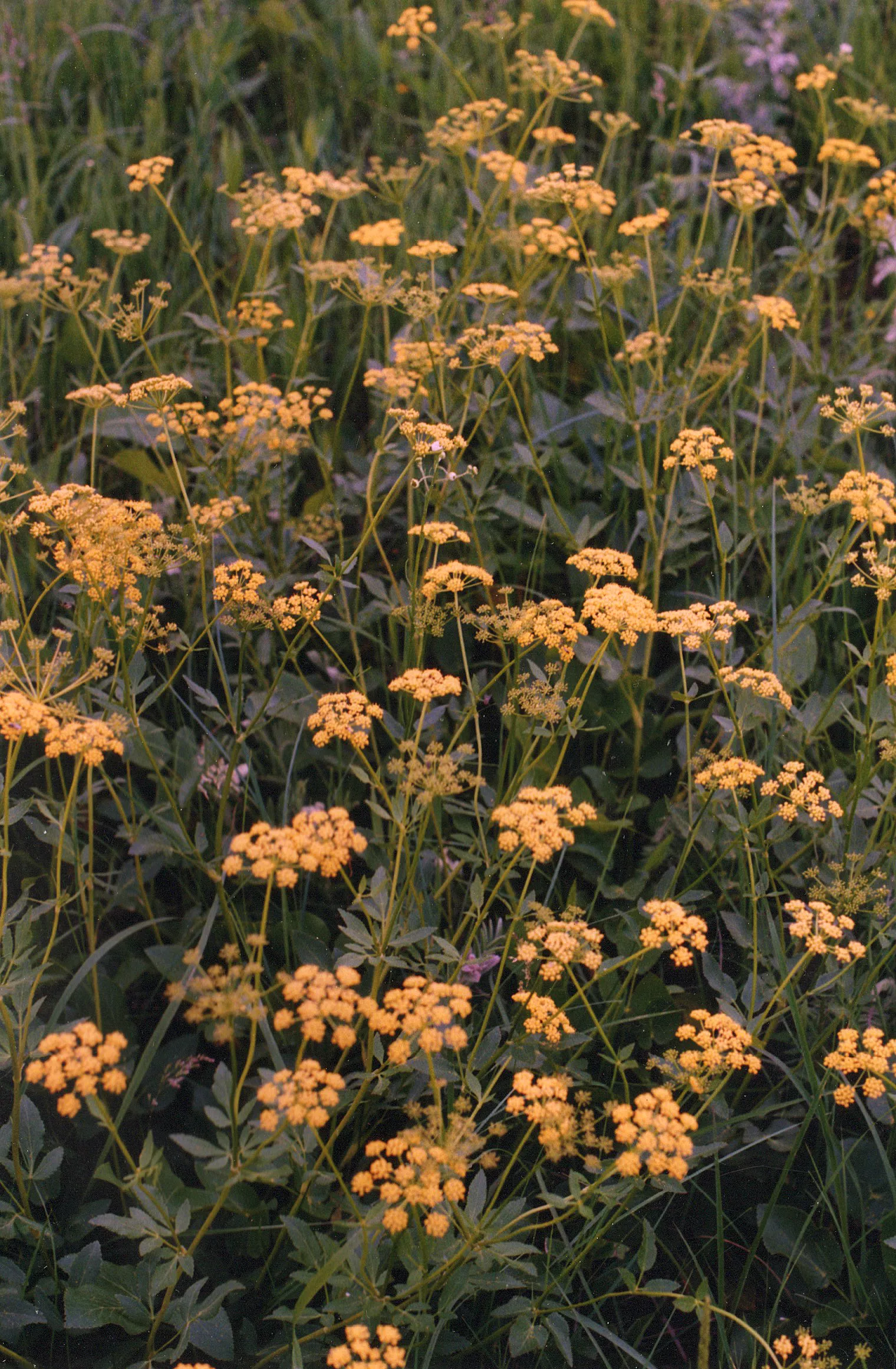 golden-alexanders Golden Alexanders