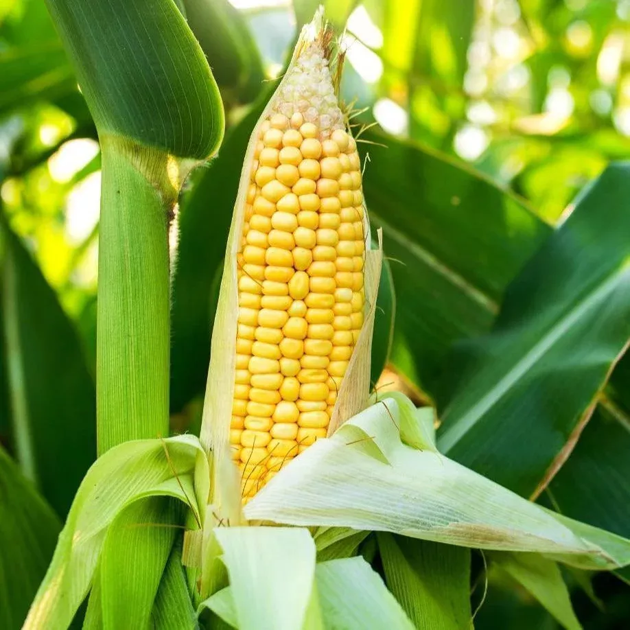 golden-bantam-12-row-yellow-sweet-corn Golden Bantam 12-Row Yellow Sweet Corn
