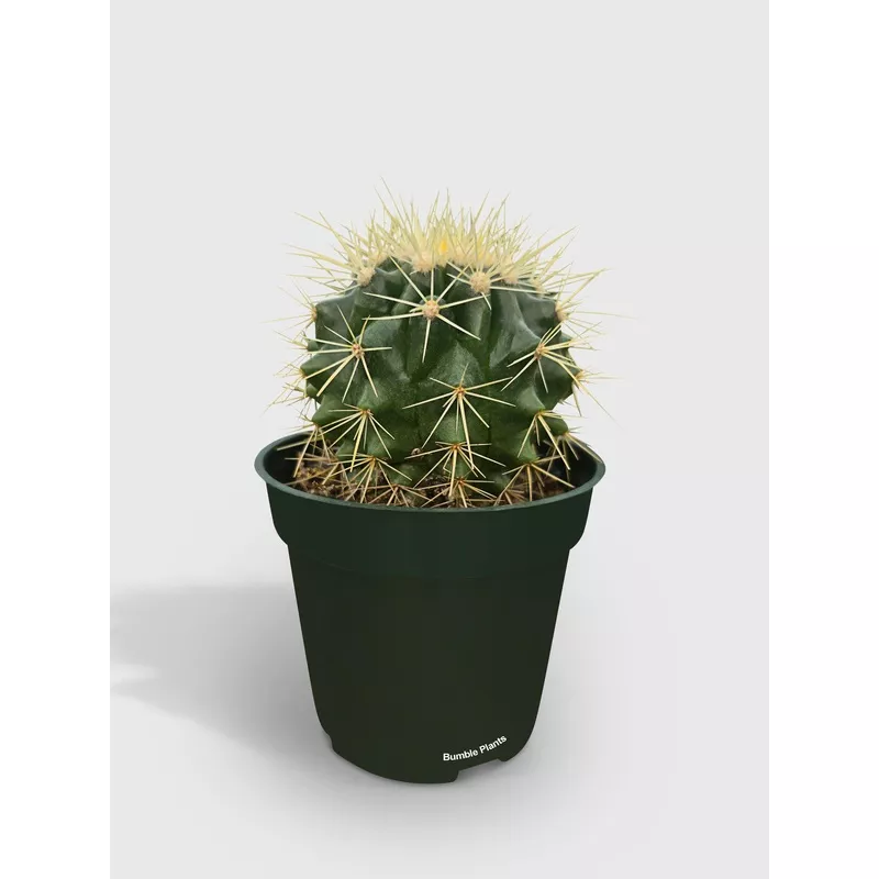 golden-barrel-cactus-echinocactus-grusonii Golden Barrel Cactus ‘Echinocactus Grusonii’
