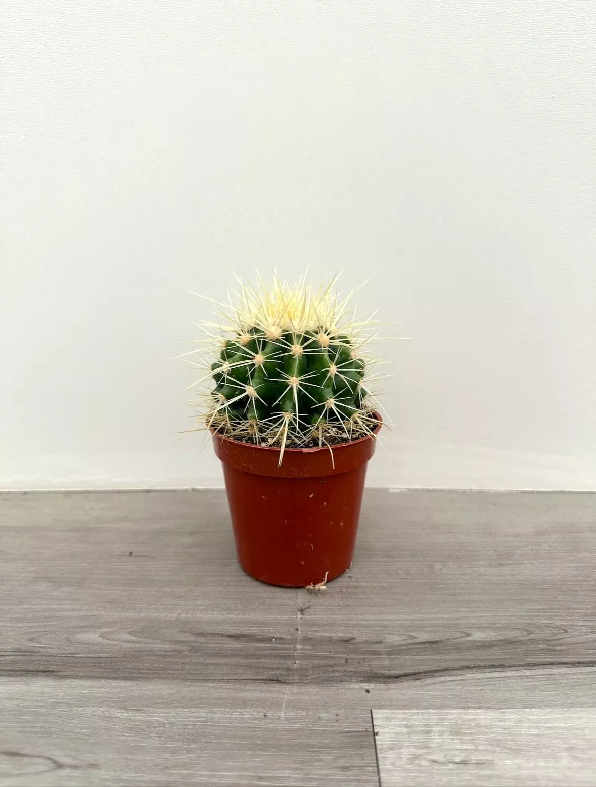 golden-barrel-cactus Golden Barrel Cactus