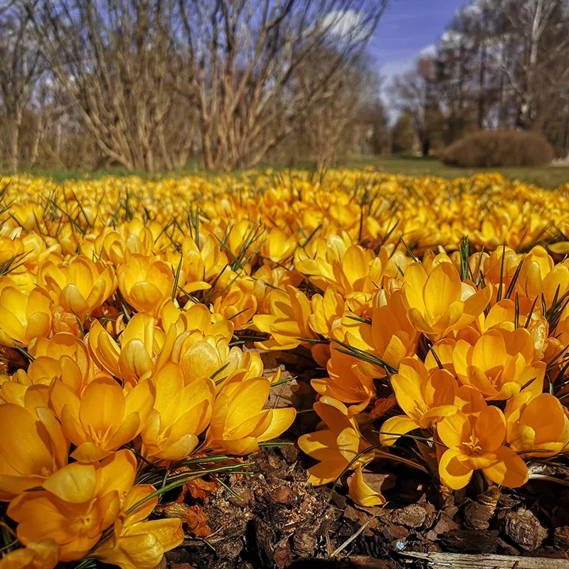 golden-bunch-ankara-crocus Golden Bunch Ankara Crocus
