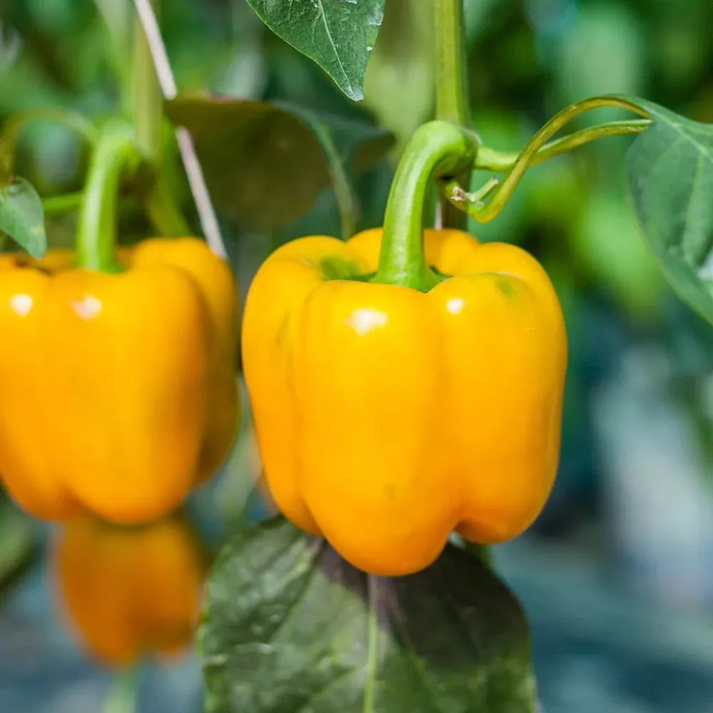golden-california-wonder-sweet-pepper-seeds-100-heirloom-seeds-per-packet-non-gm Golden California Wonder Sweet Pepper Seeds, 100 Heirloom Seeds Per Packet, Non GMO Seeds