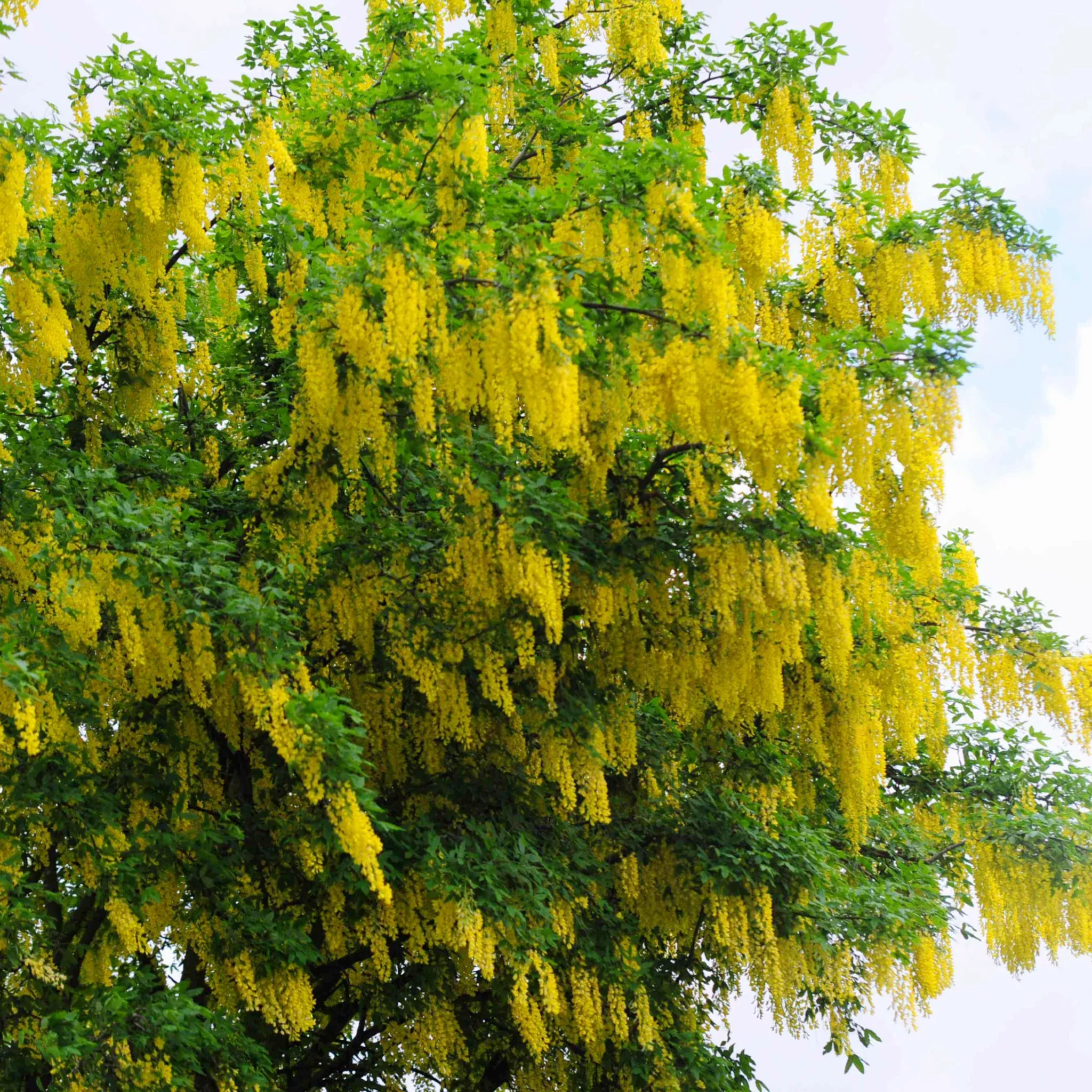 golden-chain-tree Golden Chain Tree