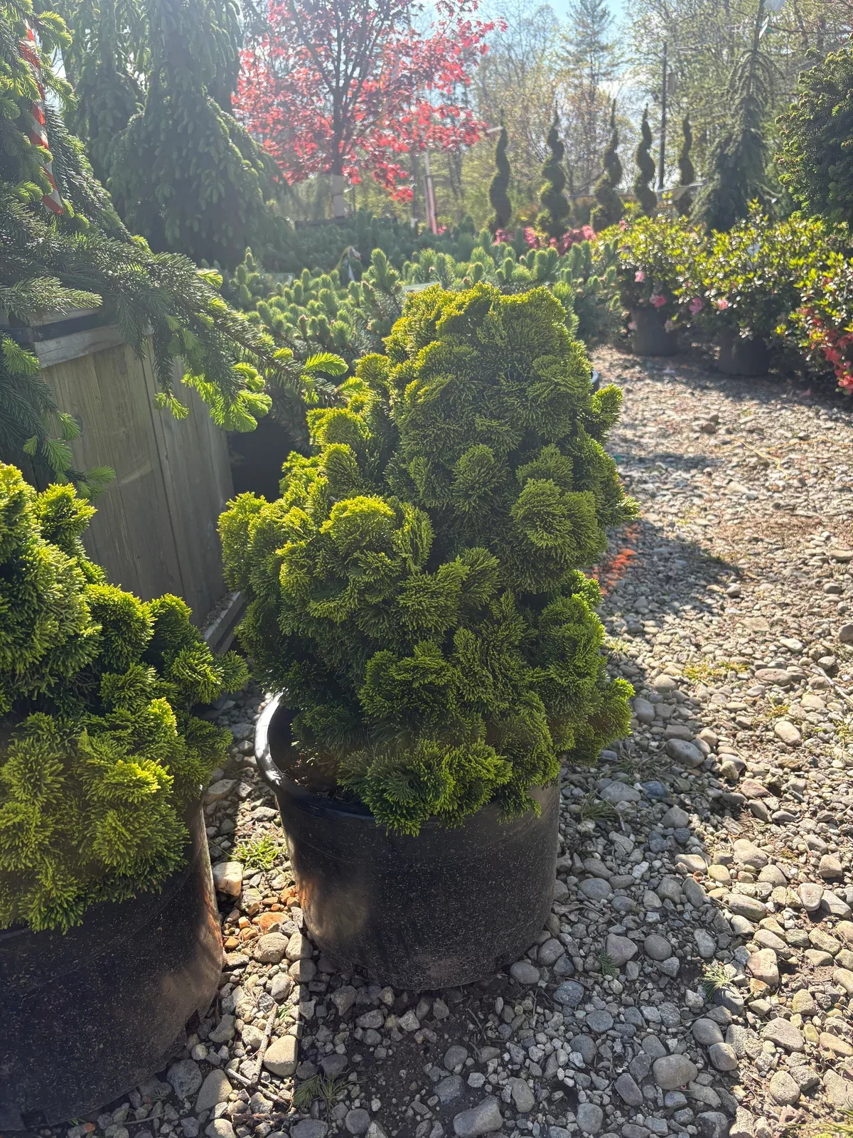 Golden Dwarf Hinoki Cypress