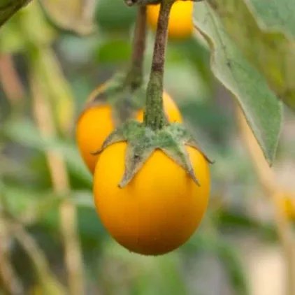 golden-eggs-eggplant Golden Eggs Eggplant