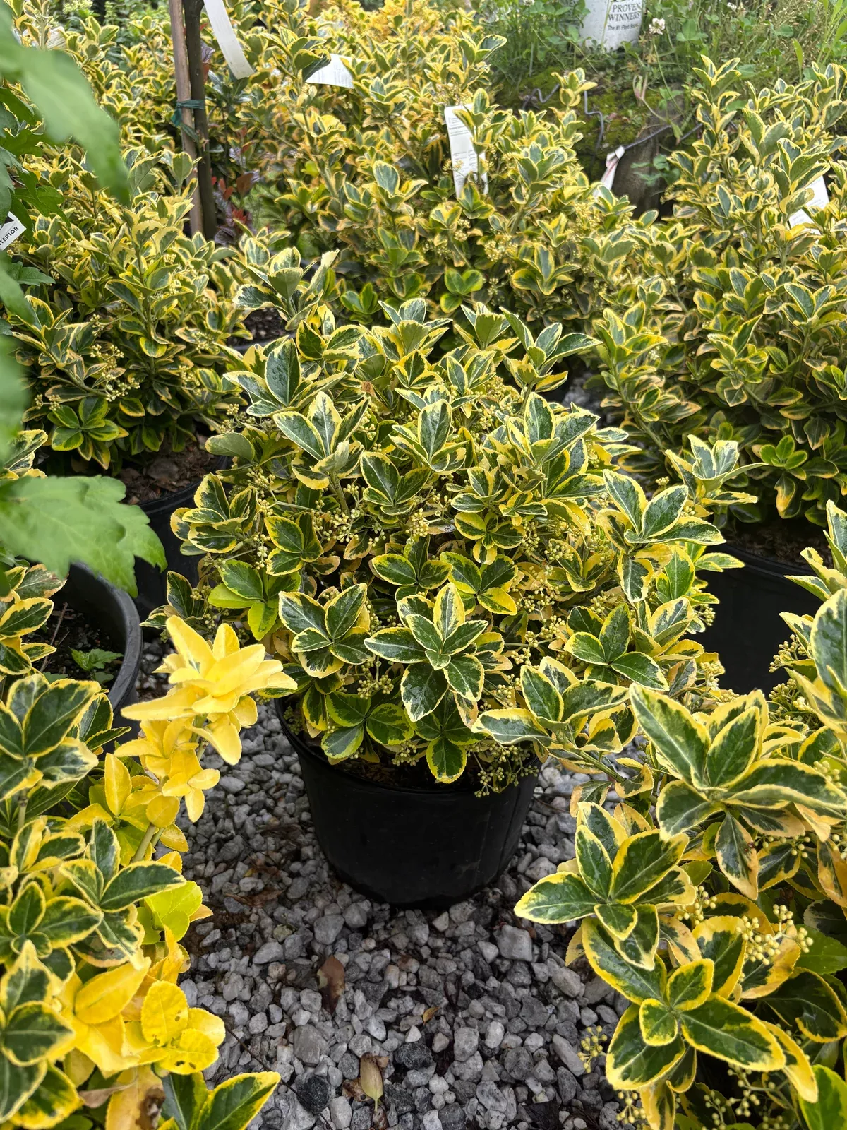 golden-euonymus Golden Euonymus