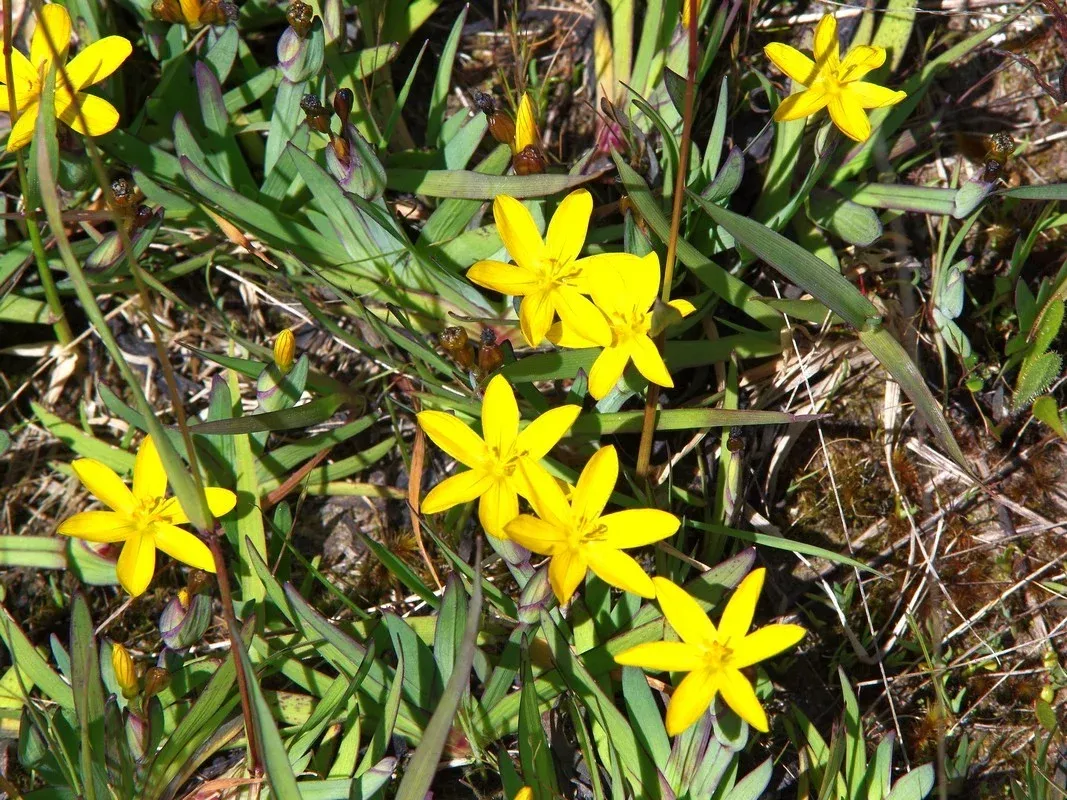 Golden-eyed Grass