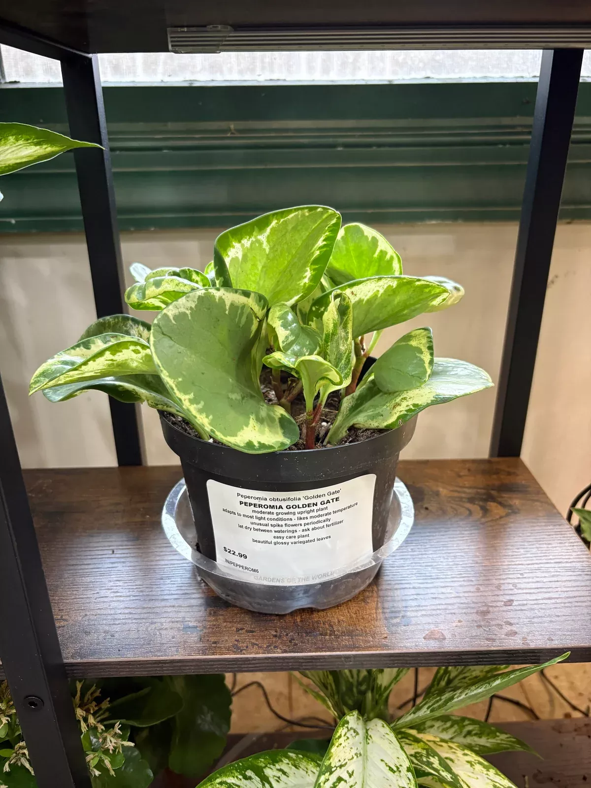 golden-gate-peperomia Golden Gate Peperomia