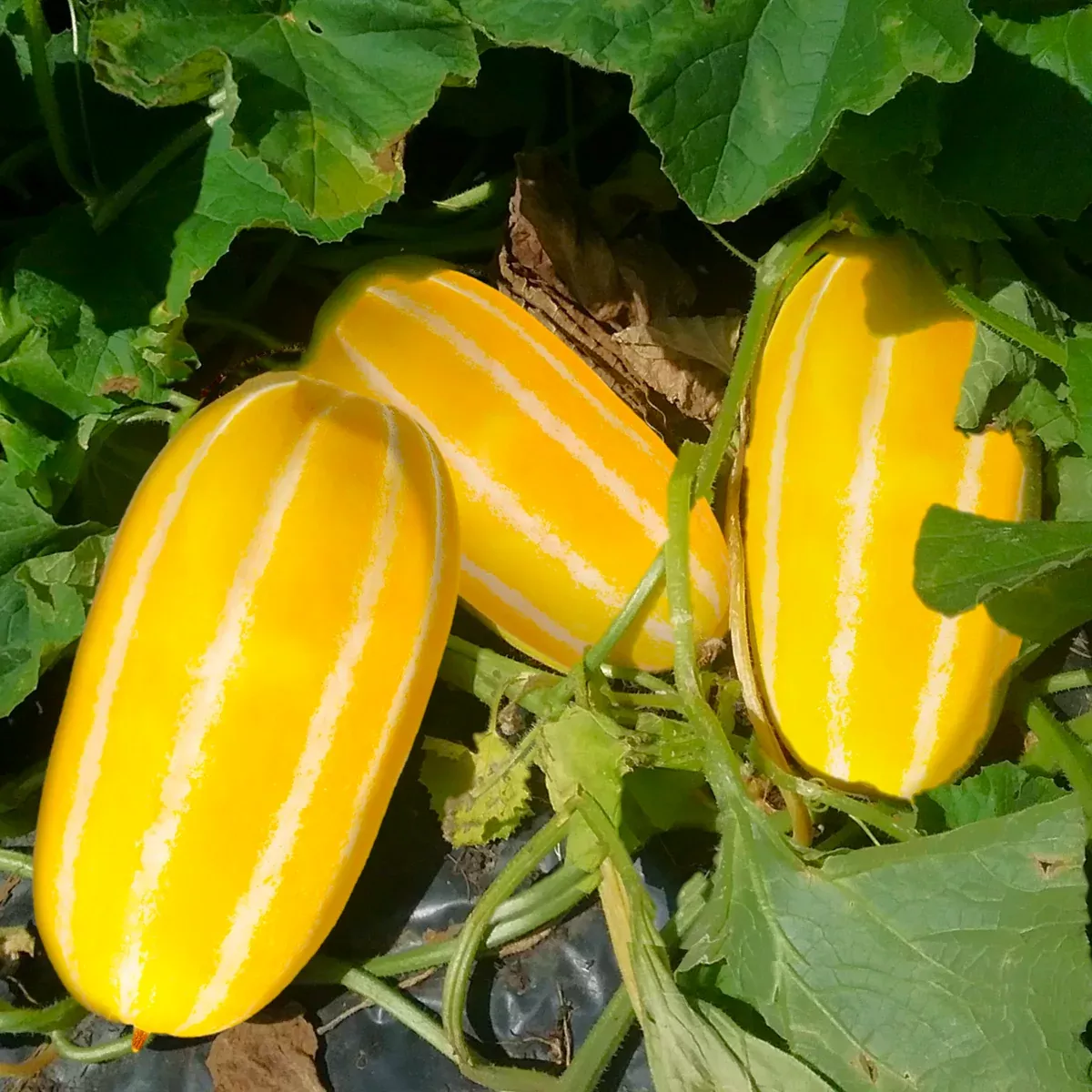 Golden Giant Korean Melon