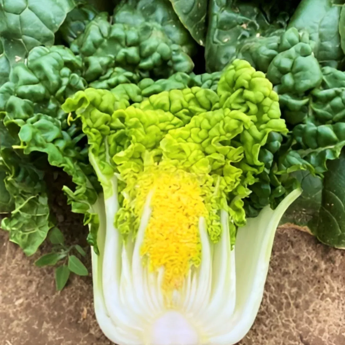 golden-heart-bok-choy Golden Heart Bok Choy