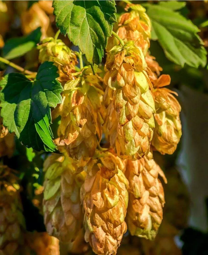 golden-hops Golden Hops