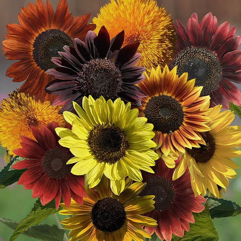 Golden Hour Sunflower Seed Mix