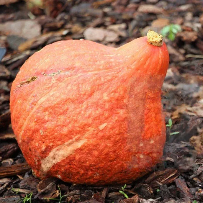 golden-hubbard-squash Golden Hubbard Squash