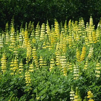 golden-lupine-seeds Golden Lupine Seeds