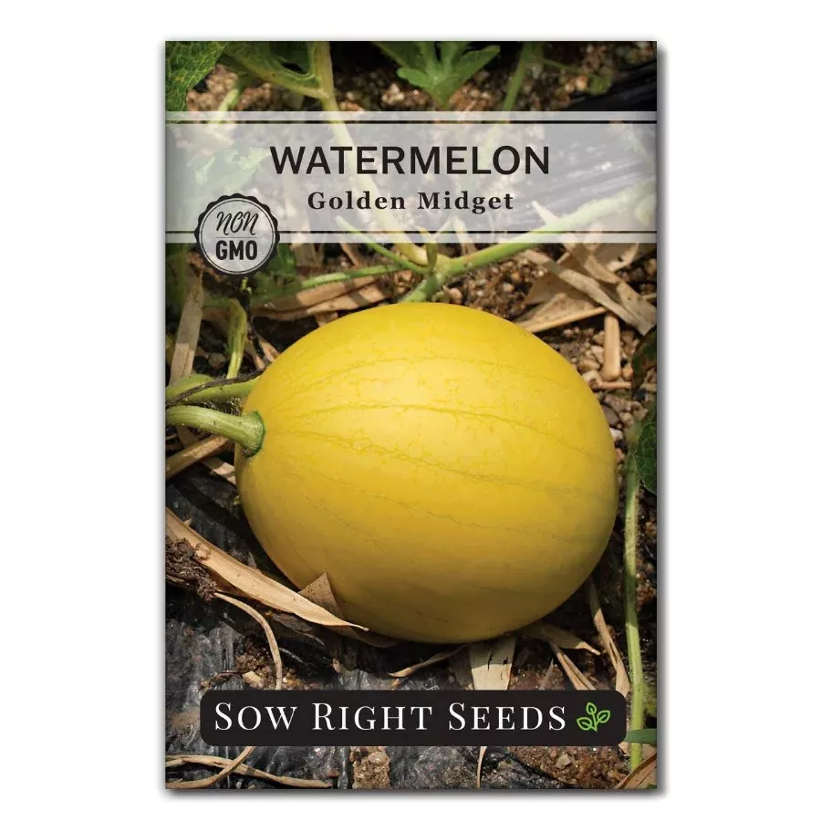 golden-midget-watermelon Golden Midget Watermelon