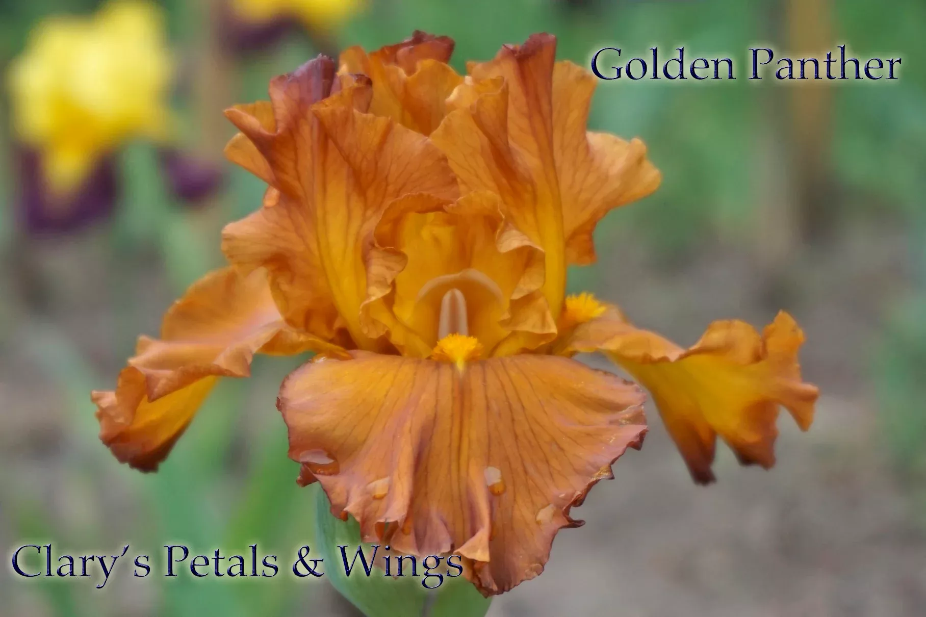 golden-panther-2000-tb GOLDEN PANTHER-2000-TB