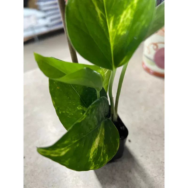 golden-pothos Golden Pothos