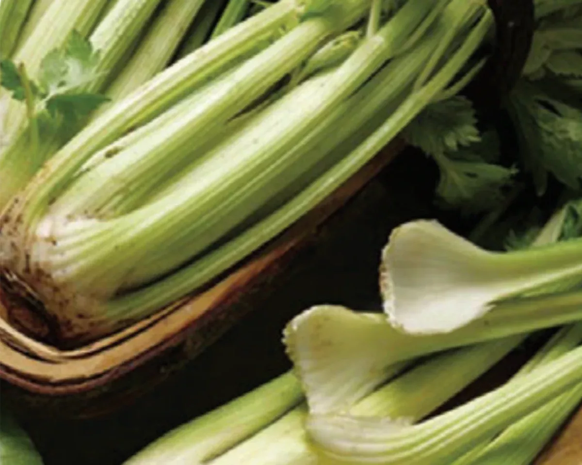 golden-self-blanching-celery-seeds Golden Self-Blanching Celery Seeds