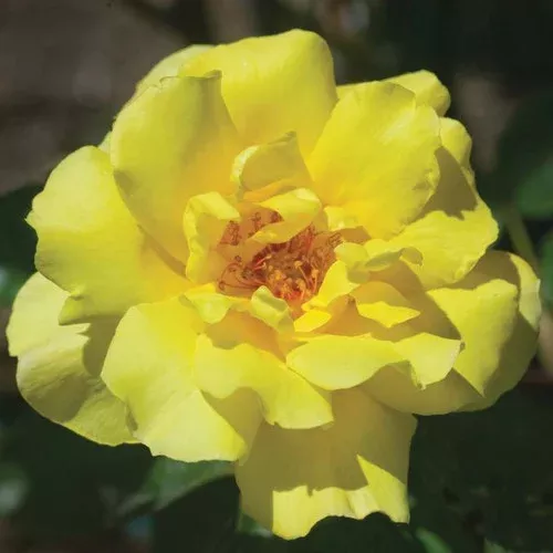 ‘Golden Showers’ Climbing Rose