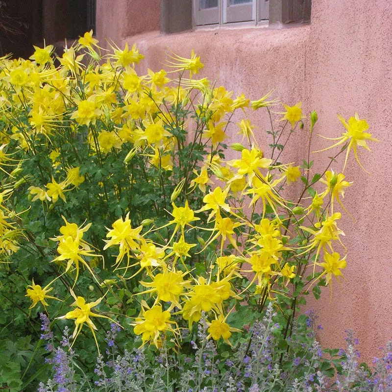 golden-spur-columbine Golden Spur Columbine