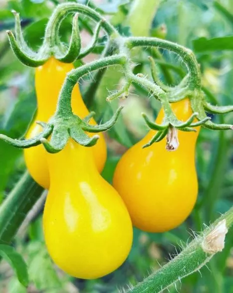 golden-sundrop-tomato Golden Sundrop Tomato