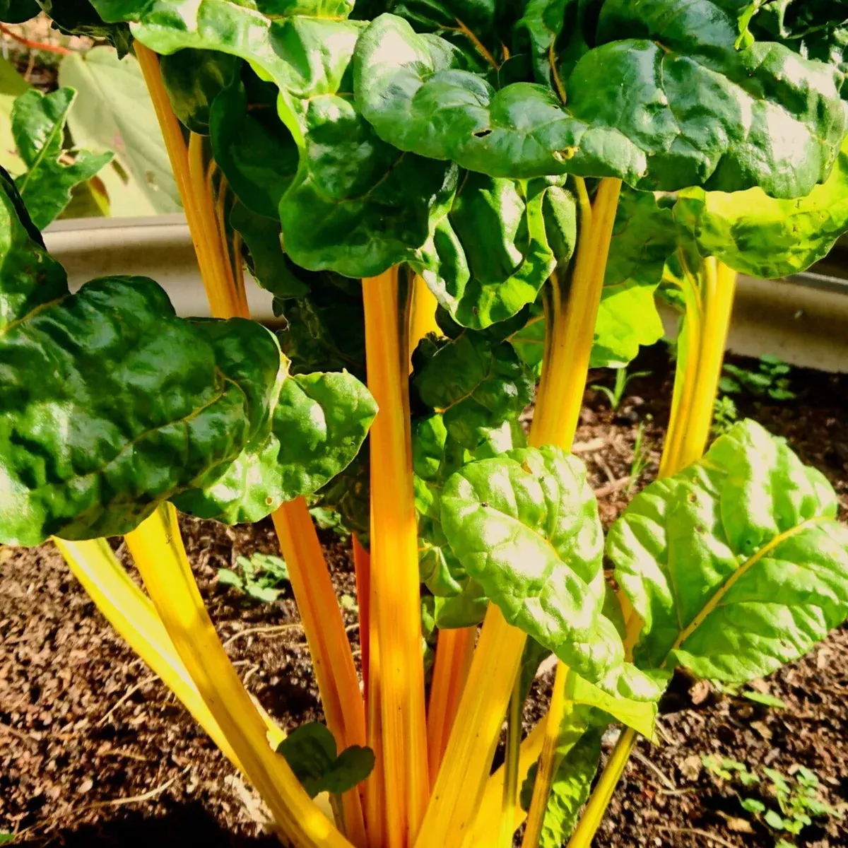 Golden Sunrise Swiss Chard