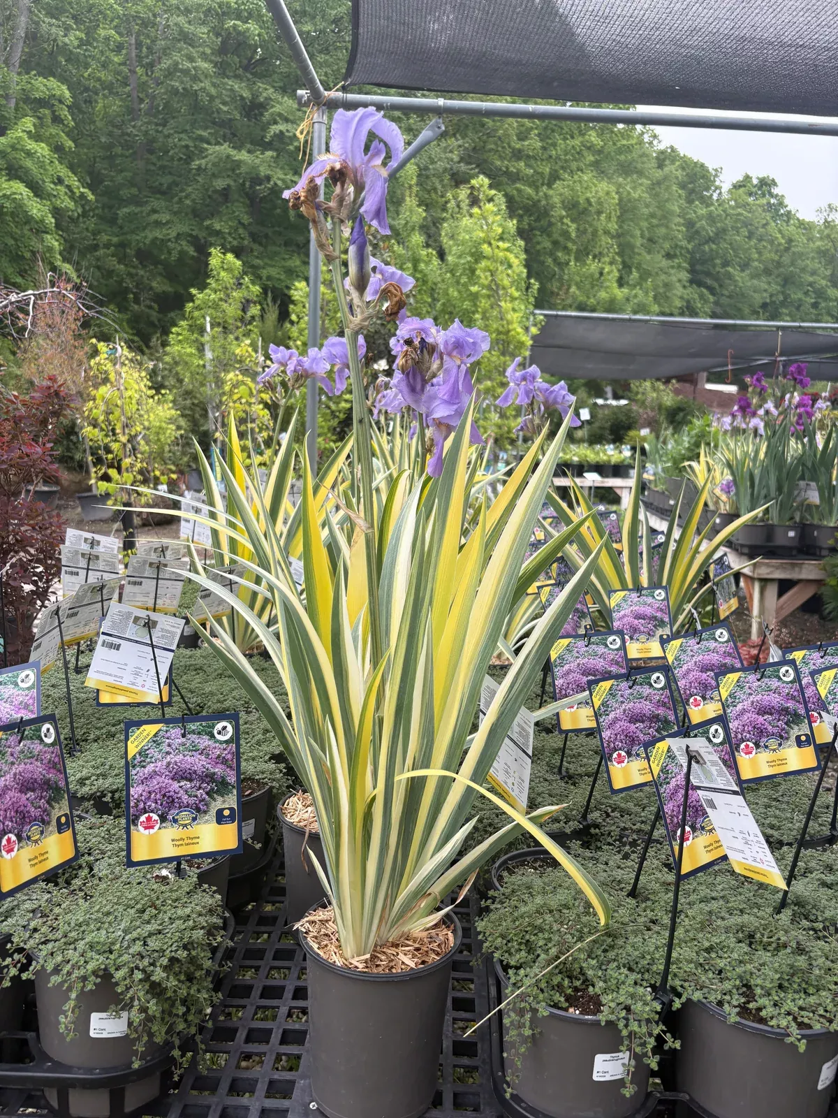 golden-variegated-sweet-iris Golden Variegated Sweet Iris