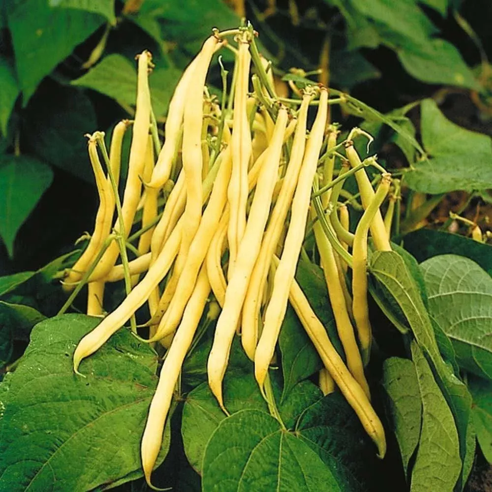 golden-wax-yellow-wax-bean Golden Wax Yellow Wax Bean
