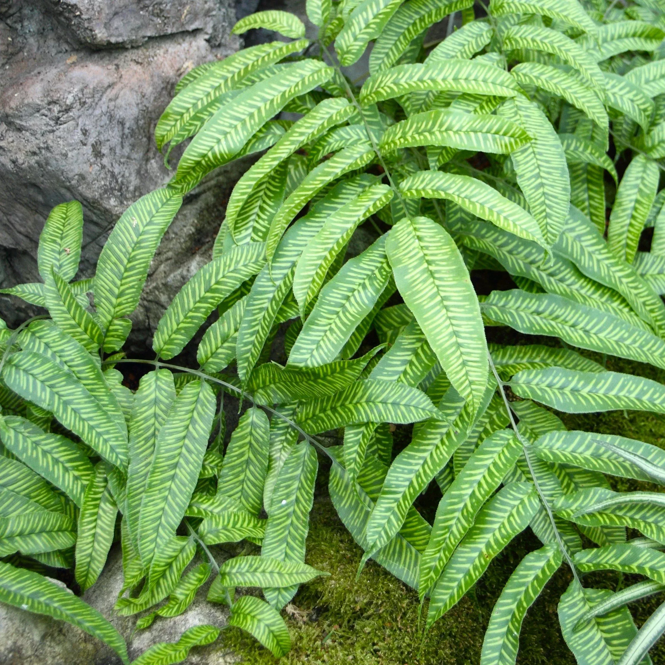 golden-zebra-fern 'Golden Zebra' Fern