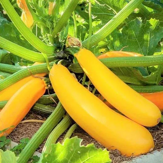 golden-zucchini Golden Zucchini