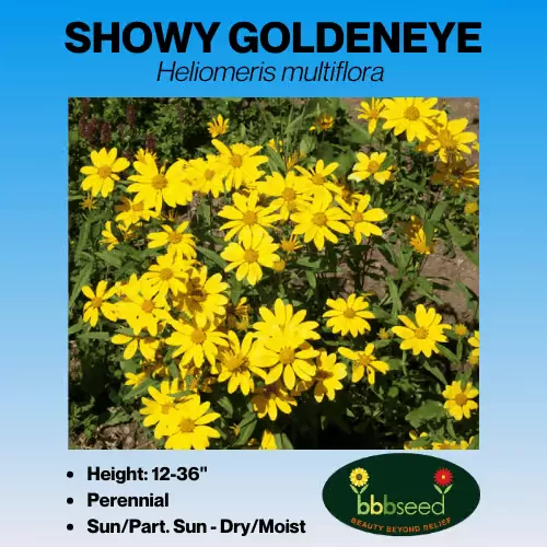 Goldeneye, Showy – Heliomeris multiflora