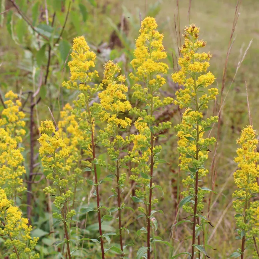 goldenrod-downy-solidago-puberula-new Goldenrod: Downy (Solidago puberula) - NEW!