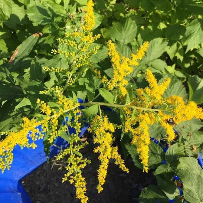 goldenrod-early-solidago-juncea Goldenrod: Early (Solidago juncea)