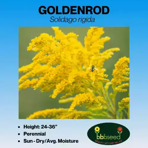 goldenrod-rigid-solidago-rigida Goldenrod, Rigid – Solidago rigida