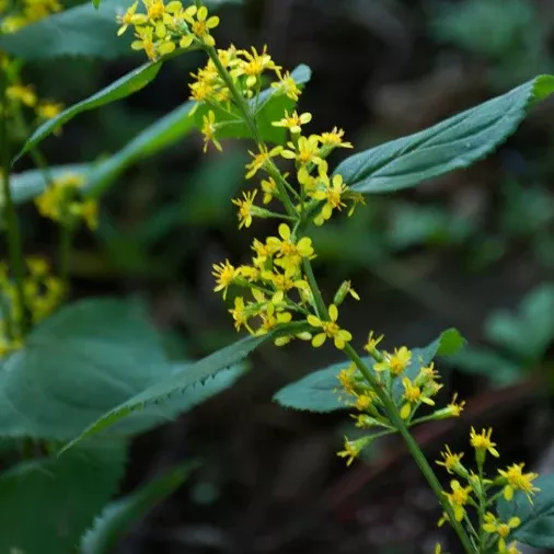 goldenrod-zig-zag-solidago-flexicaulis Goldenrod: Zig-zag (Solidago flexicaulis)