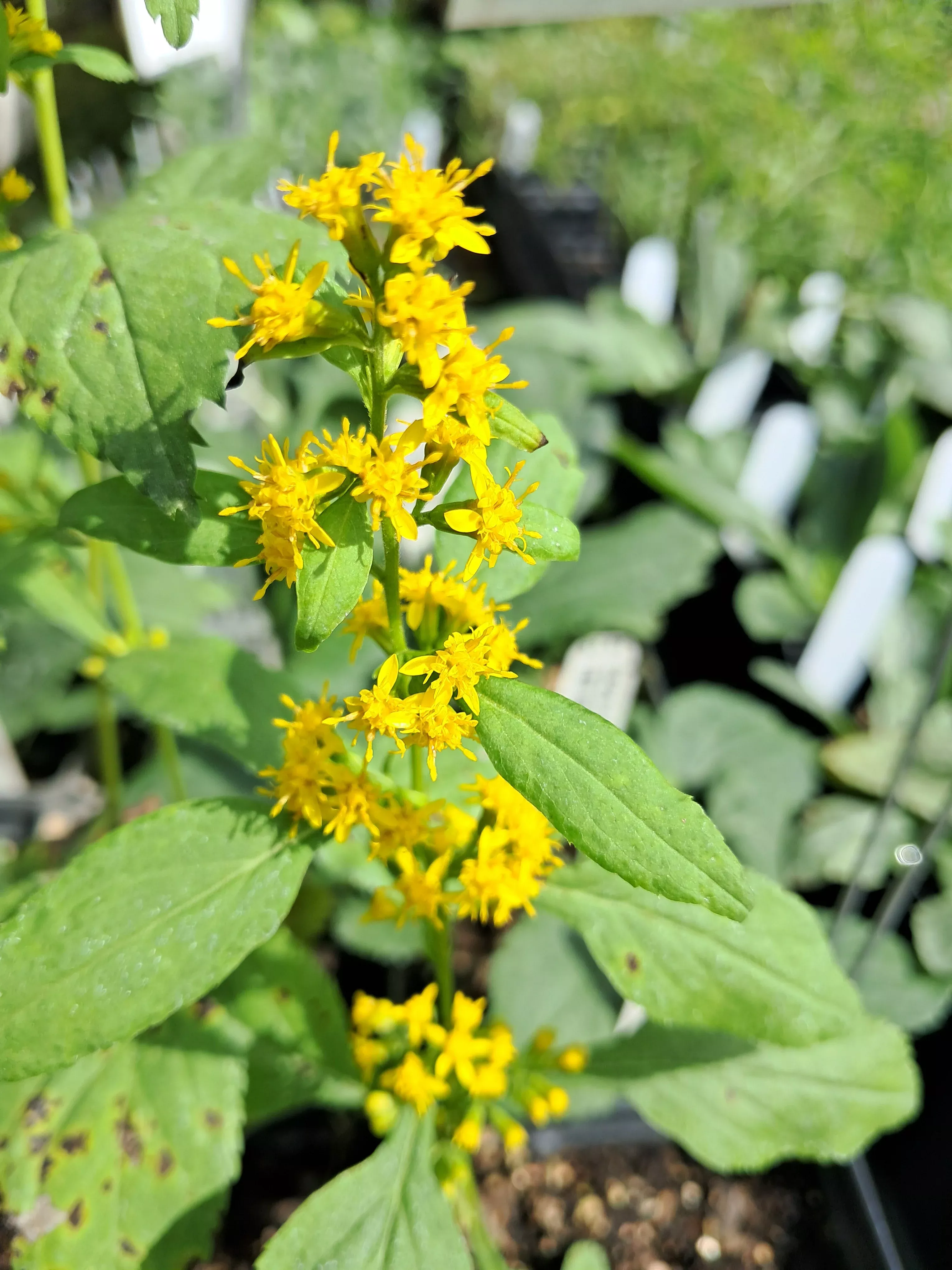goldenrod-zigzag Goldenrod, Zigzag