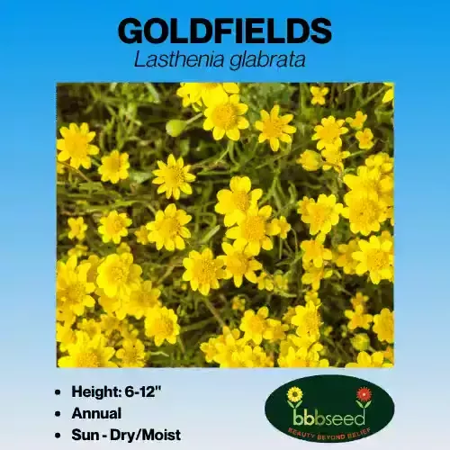 goldfields-lasthenia-glabrata Goldfields – Lasthenia glabrata
