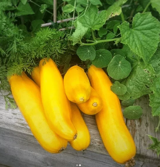 goldy-f1-zucchini Goldy F1 Zucchini