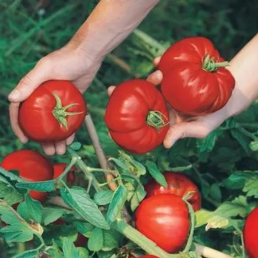 goliath-original-tomato-seeds Goliath Original Tomato Seeds