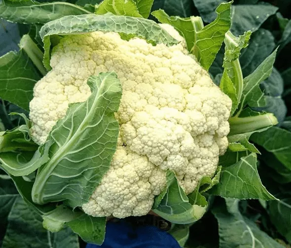 goodman-cauliflower Goodman Cauliflower